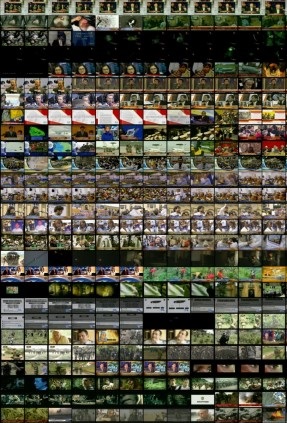 afiche de CUERPOS FRÁGILES